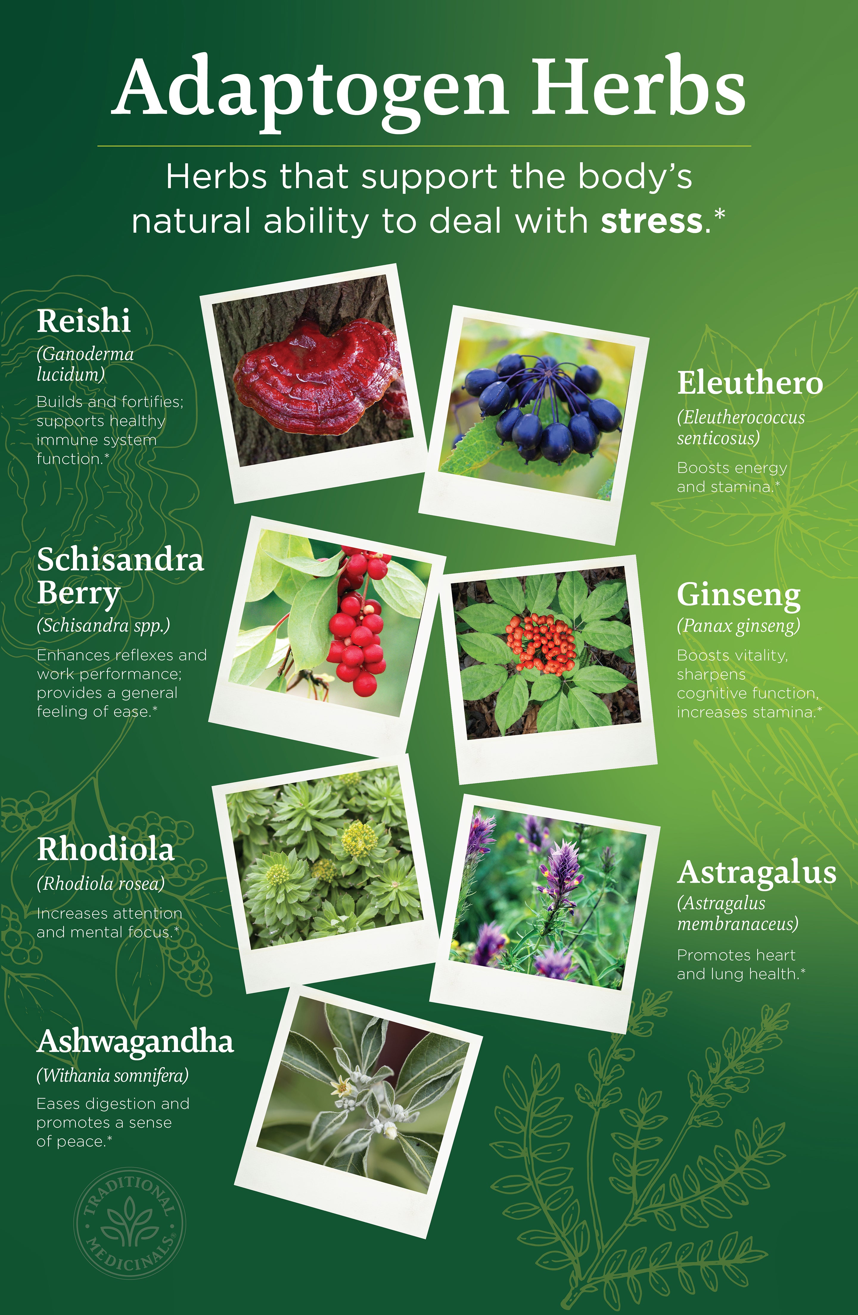 Infographic of herbal adaptogens and their benefits