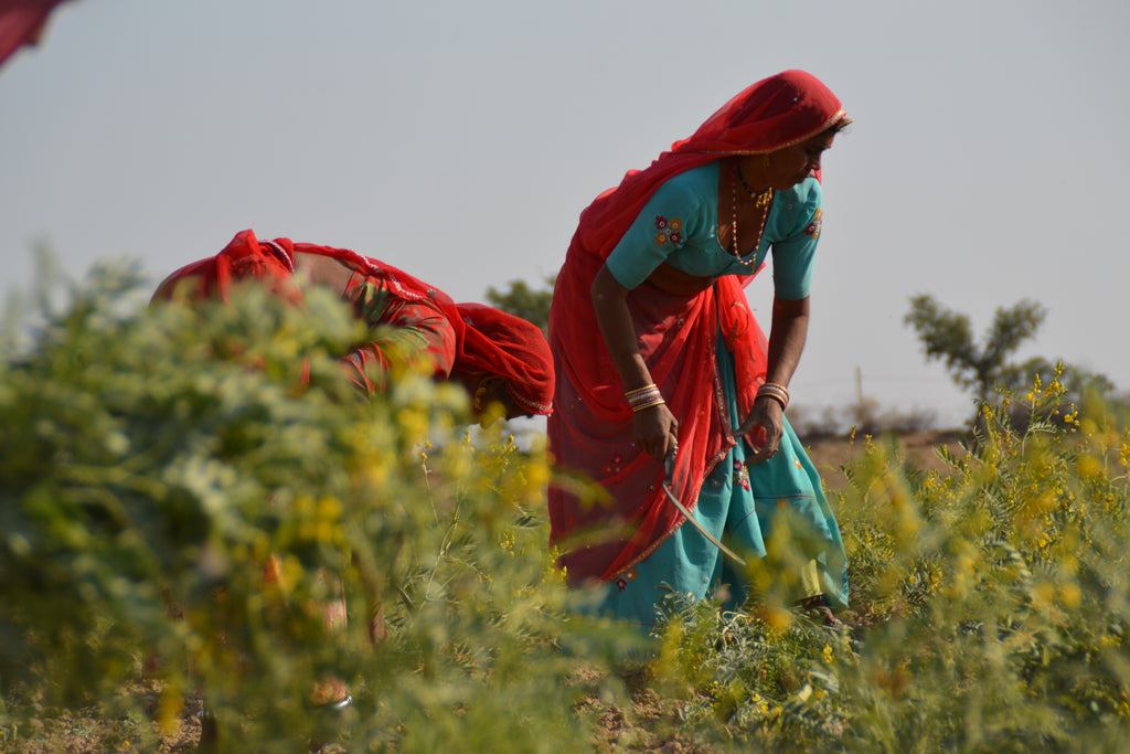 woman farming senna India