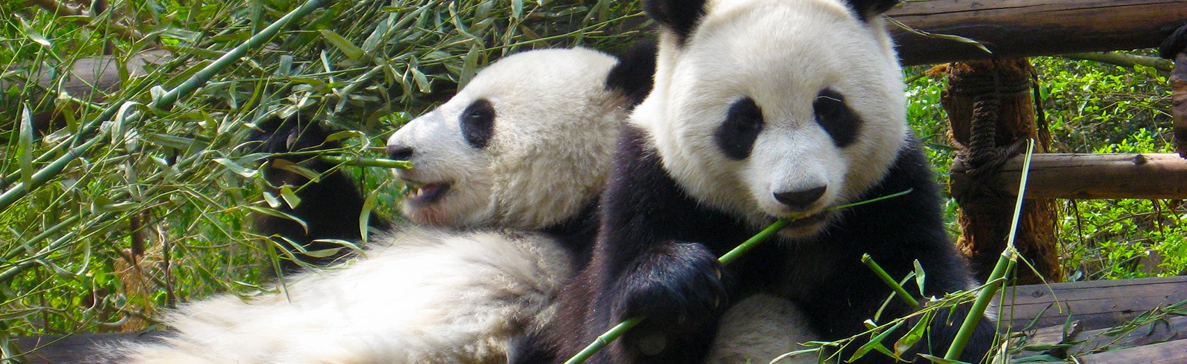 Pandas