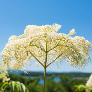 Elder Flowers