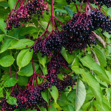 Elder Berries