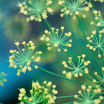 Fennel Flower Close-Up