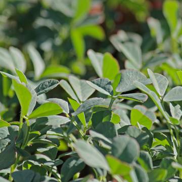 Fenugreek Leaves