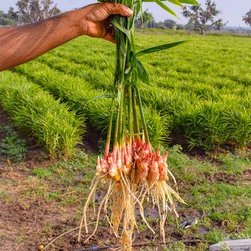 Ginger Plants with Roots Harvested from the Field