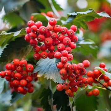 Hawthorn Berries & Leaves