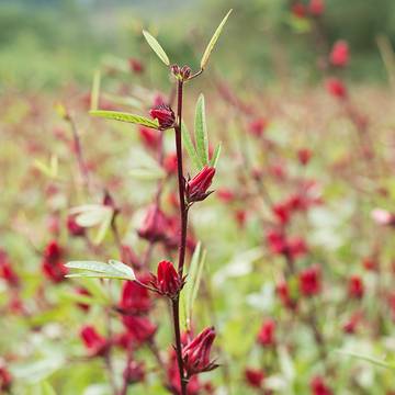 Hibiscus Calyces in a field