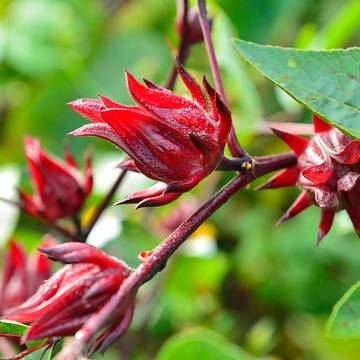 Hibiscus Calyces Closeup