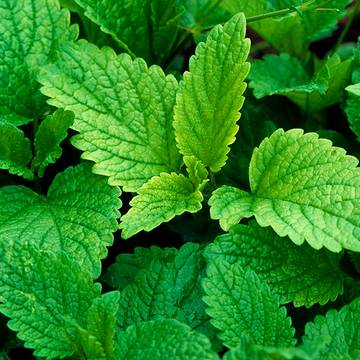 Lemon Balm Leaves Detail Close-Up