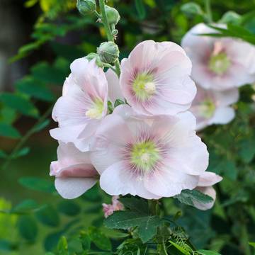 Marshmallow Flowers