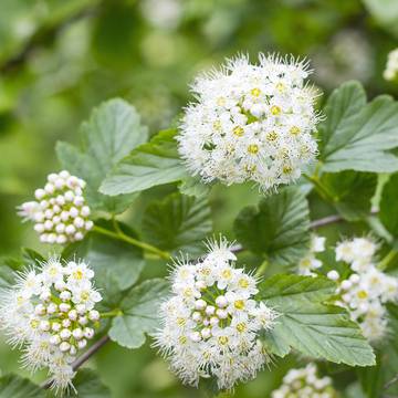 Meadowsweet Flowers & Leaves