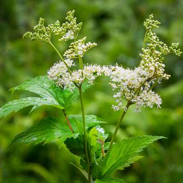 Meadowsweet Flowers & Leaves