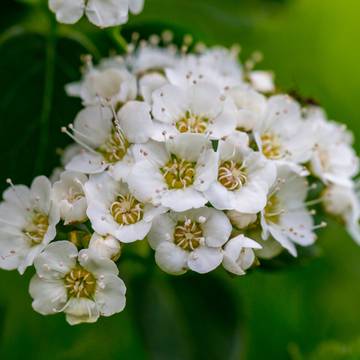 Meadowsweet Flowers