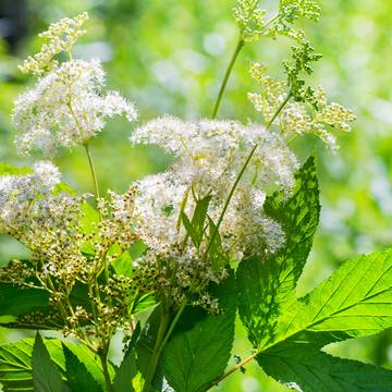 Meadowsweet Flowers & Leaves