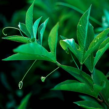 Passionflower Leaves