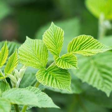 Raspberry Leaf and Vine - Tea Supports Womens Reproductive Health