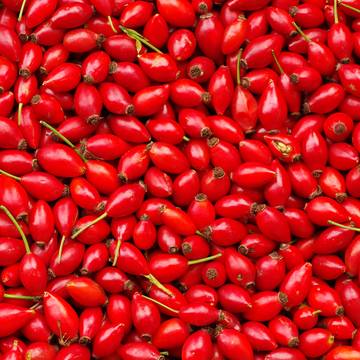 Harvested Rose Hips