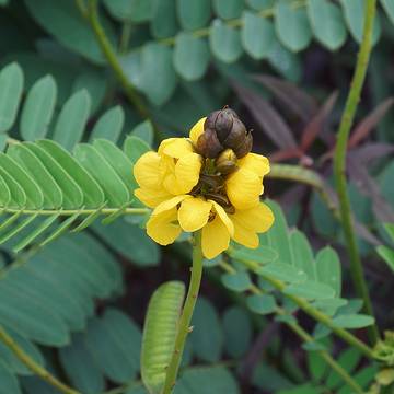 Senna Plant Flower & Leaves