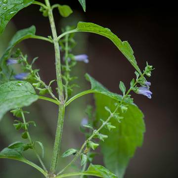 Skullcap Plant Flowers, Leaves & Stems