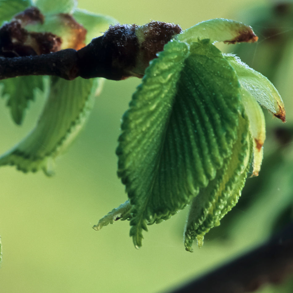 Slippery Elm