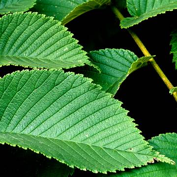 Slippery Elm Leaves