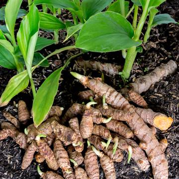 Turmeric Plant with Rhizomes