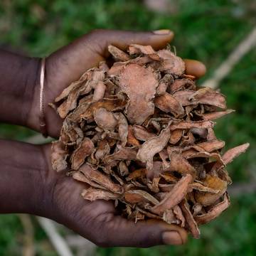 Dried Turmeric Rhizomes being held in Hands