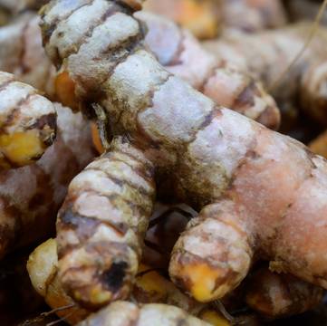 Turmeric Rhizomes Detail Close-Up