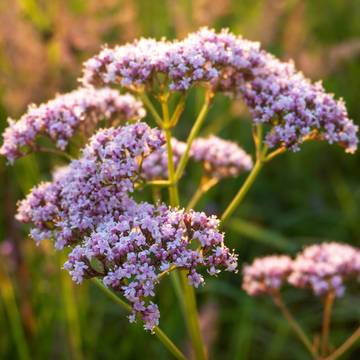 Valerian Plant Flower