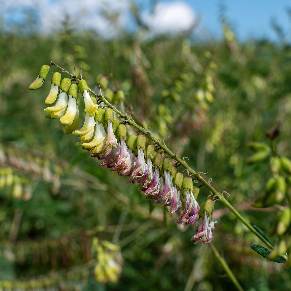 Astragalus