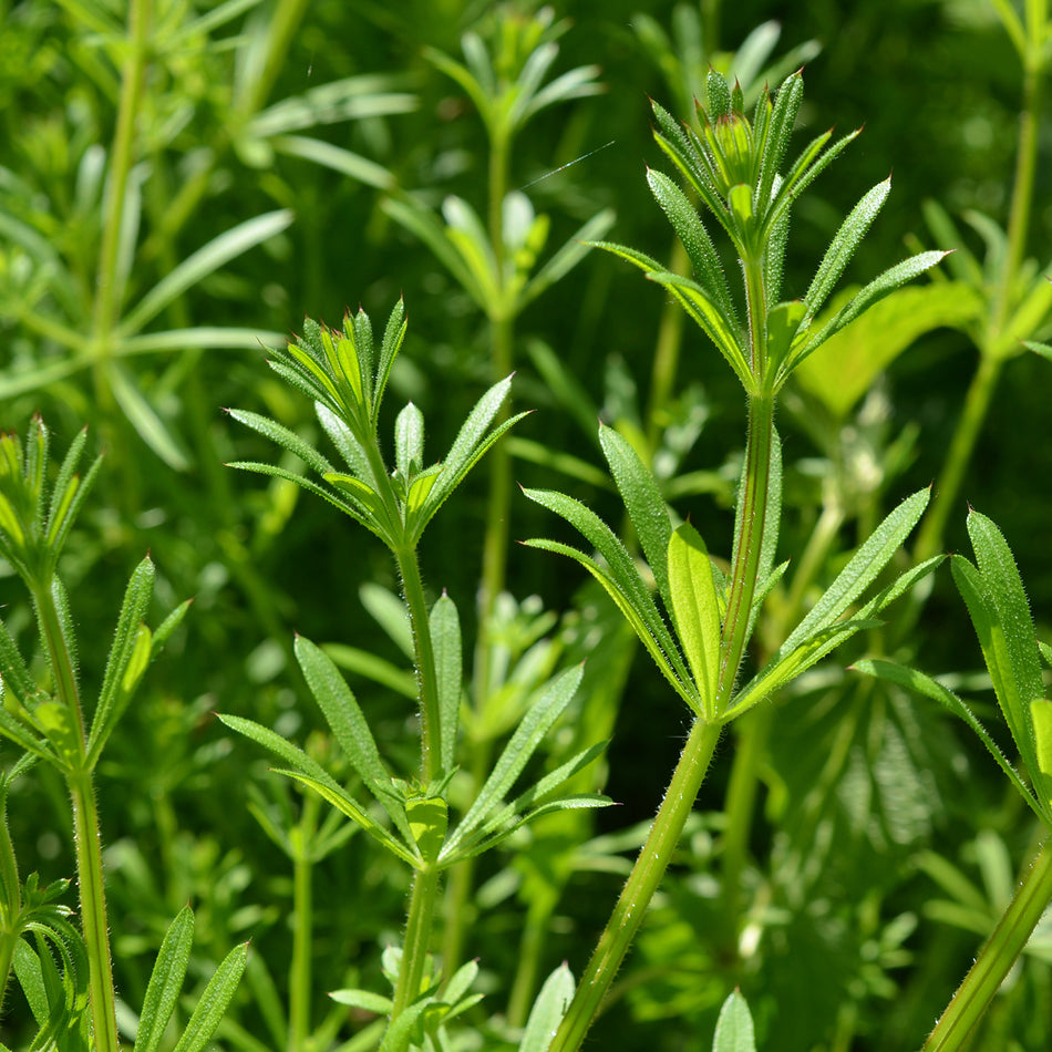 Cleavers