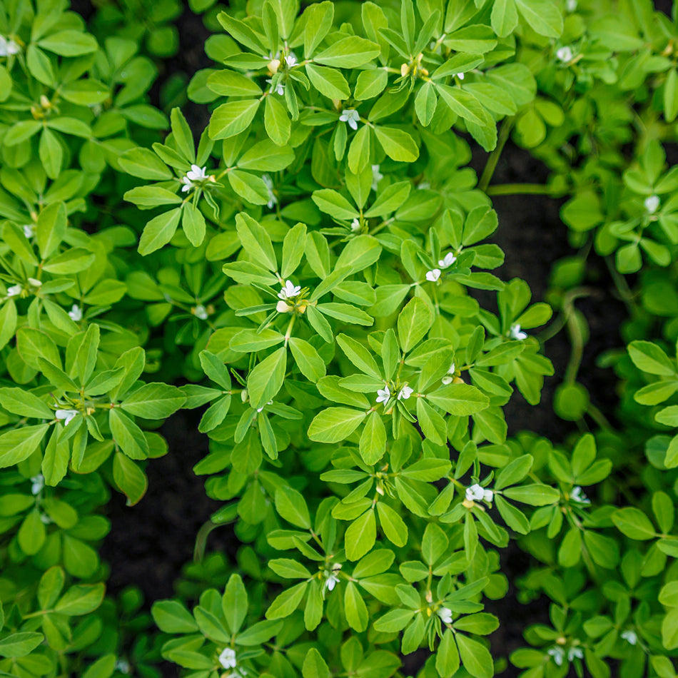 Fenugreek