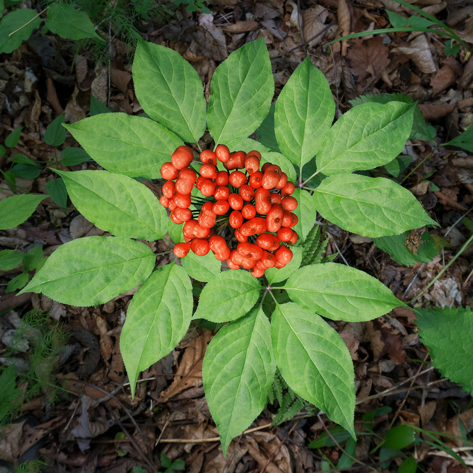 Ginseng