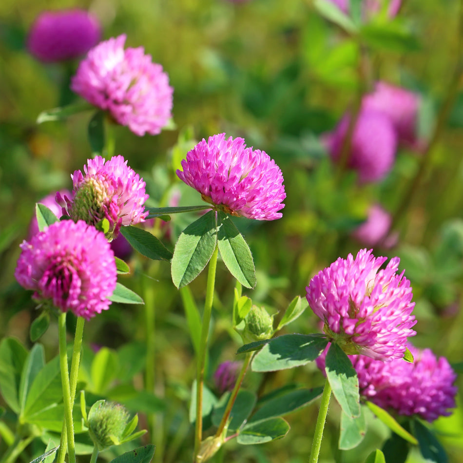 Red Clover