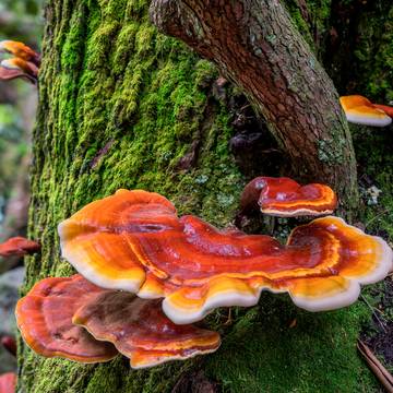 Reishi Mushroom Growing on Tree