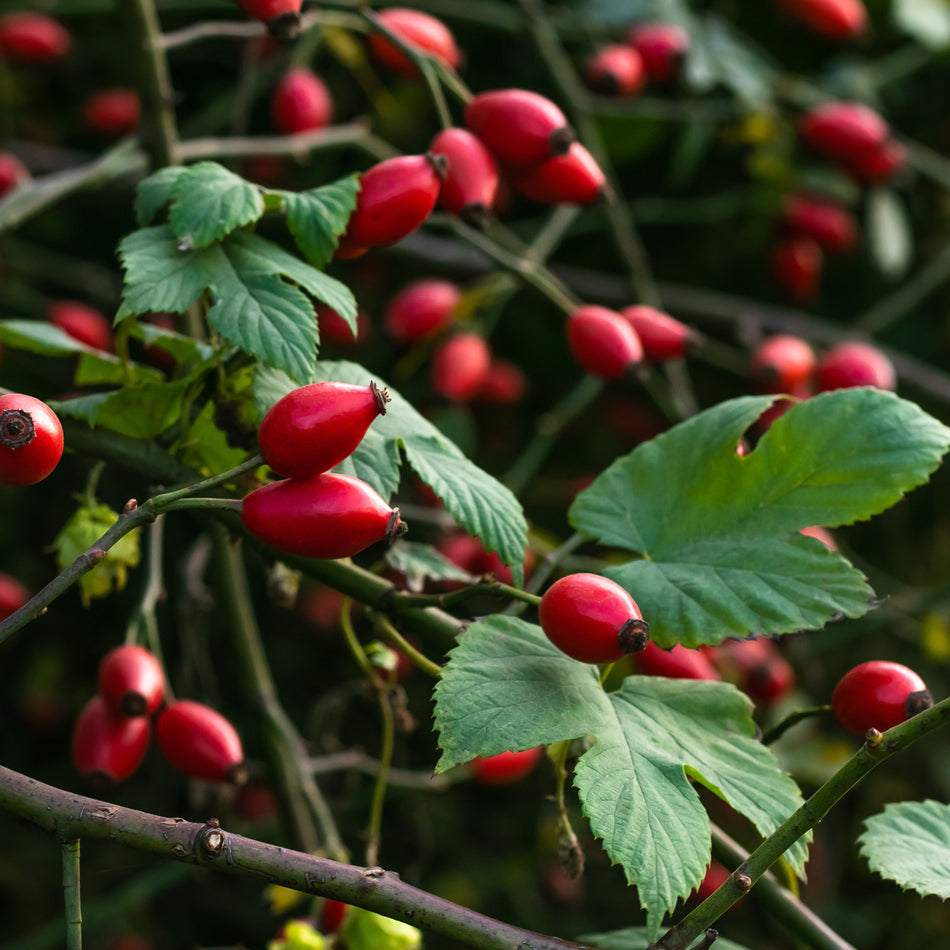 Rose Hips