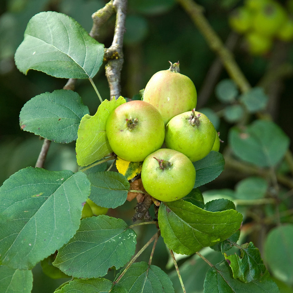 Wild Apple