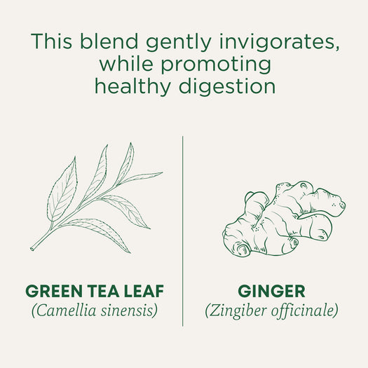 This blend gently invigorates, while promoting healthy digestion. Green tea leaf (Camellia sinensis). Ginger (Zingiber officinale)