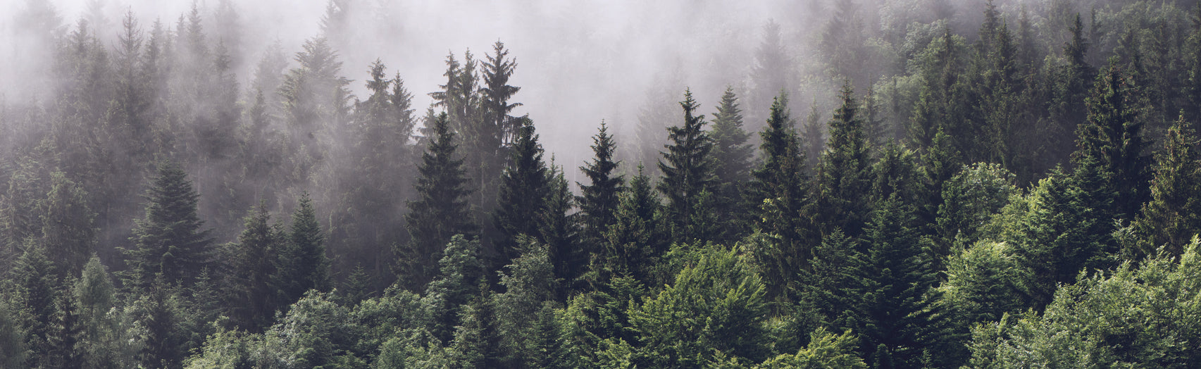 Evergreens in the fog