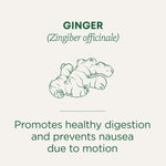 Ginger (Zingiber officinale). Promotes healthy digestion and prevents nausea due to motion.