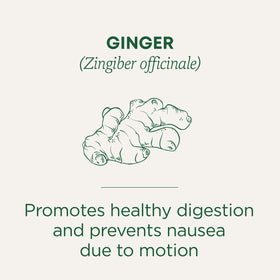 Ginger (Zingiber officinale). Promotes healthy digestion and prevents nausea due to motion.