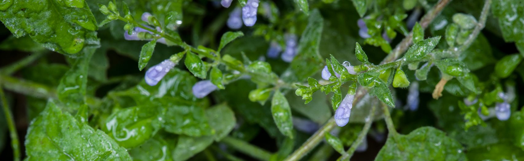 Skullcap