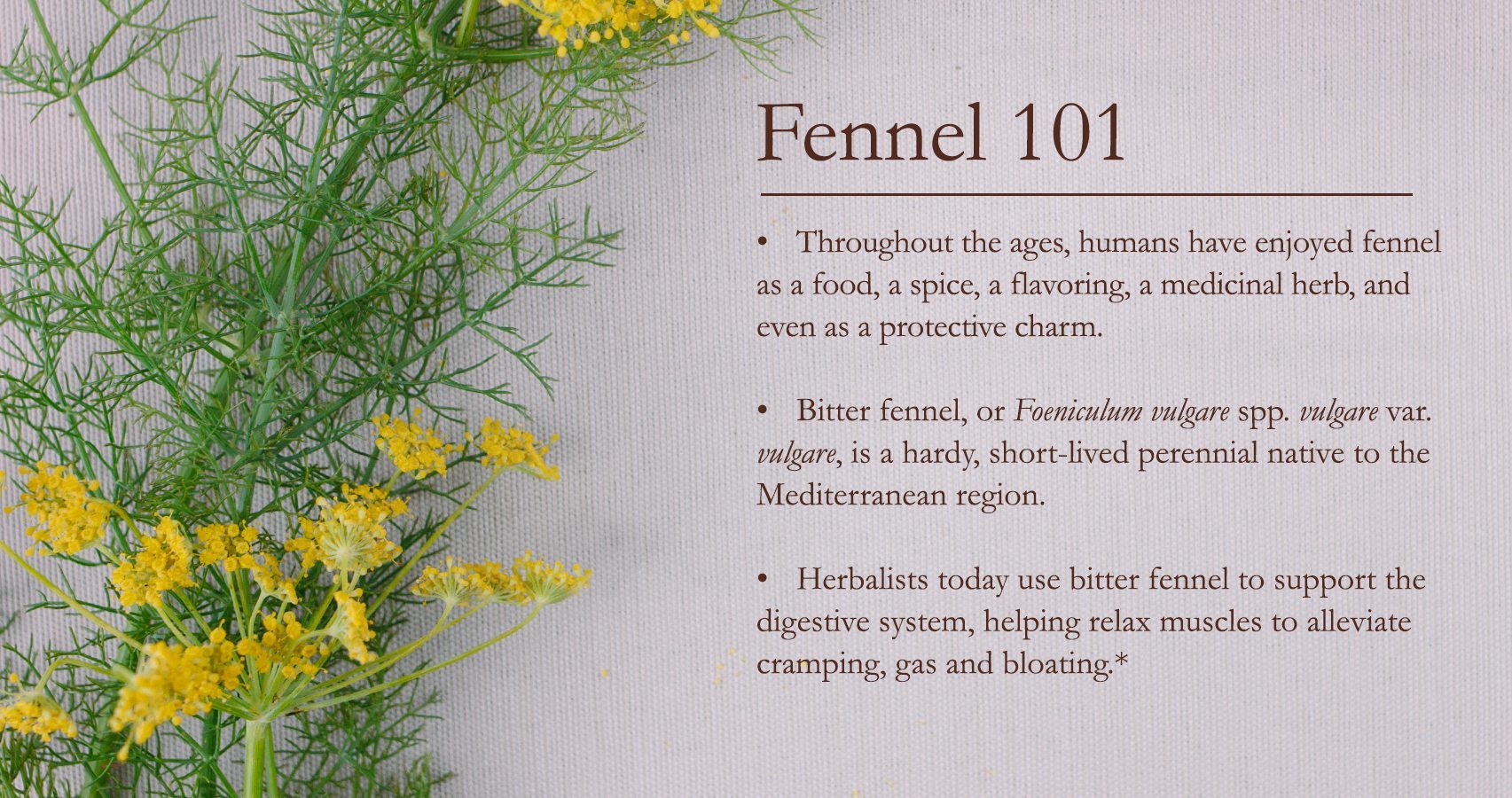 fennel