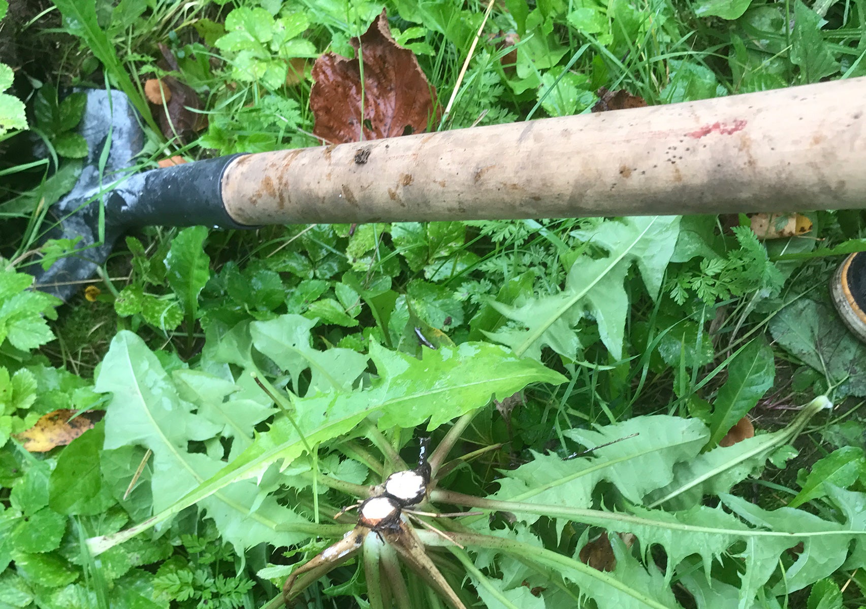 Shovel next to plants 