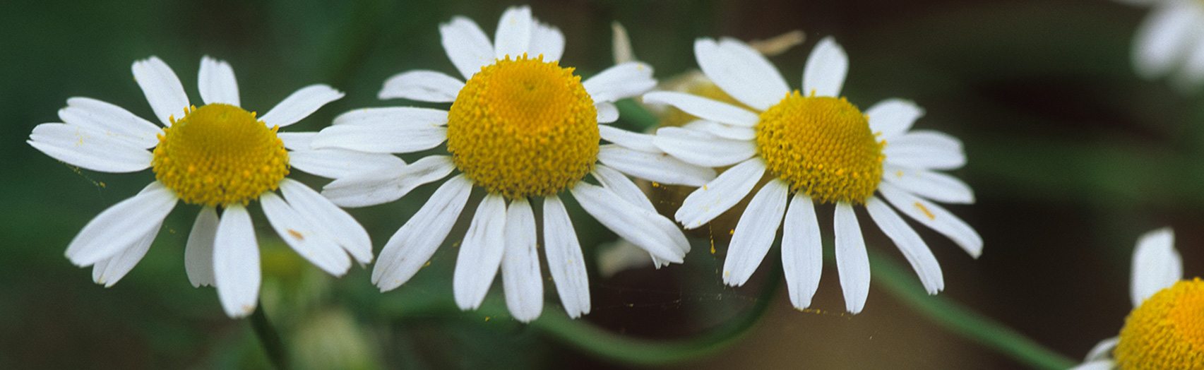 Chamomile 101