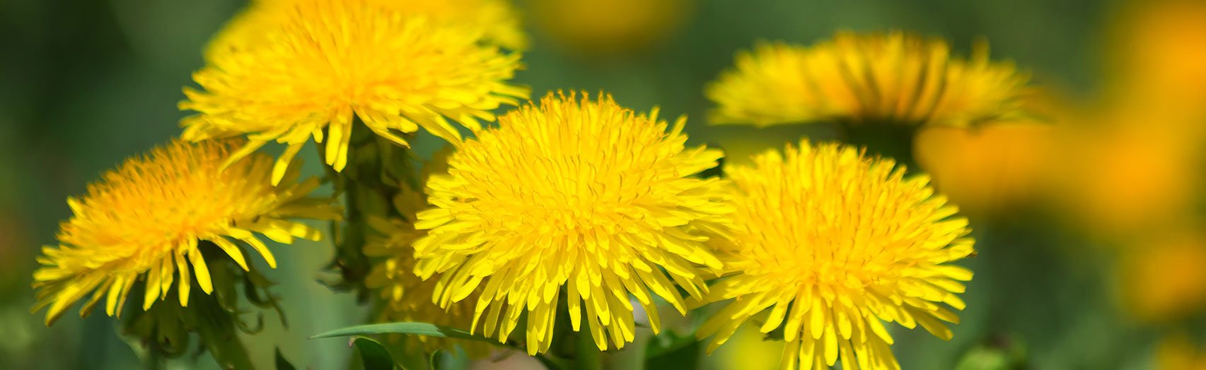 Dandelion flowers blooming in a field