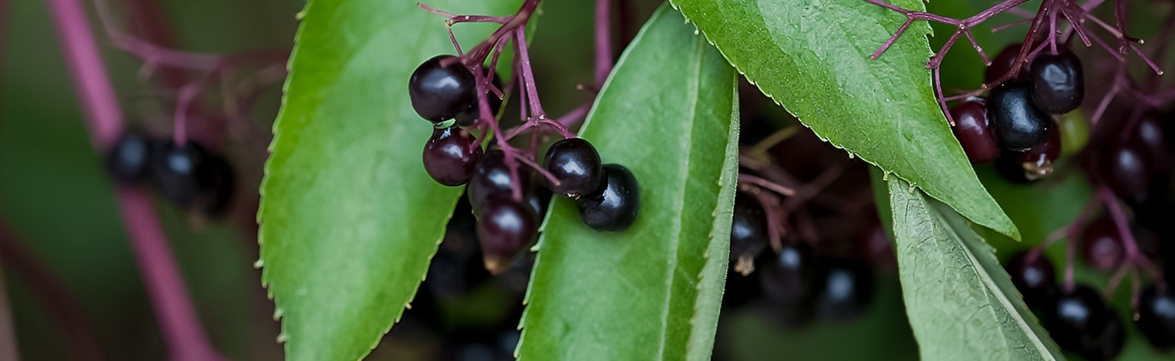 Elder berries on the tree