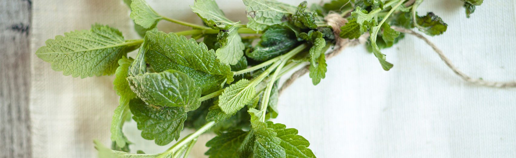 Lemon Balm 101