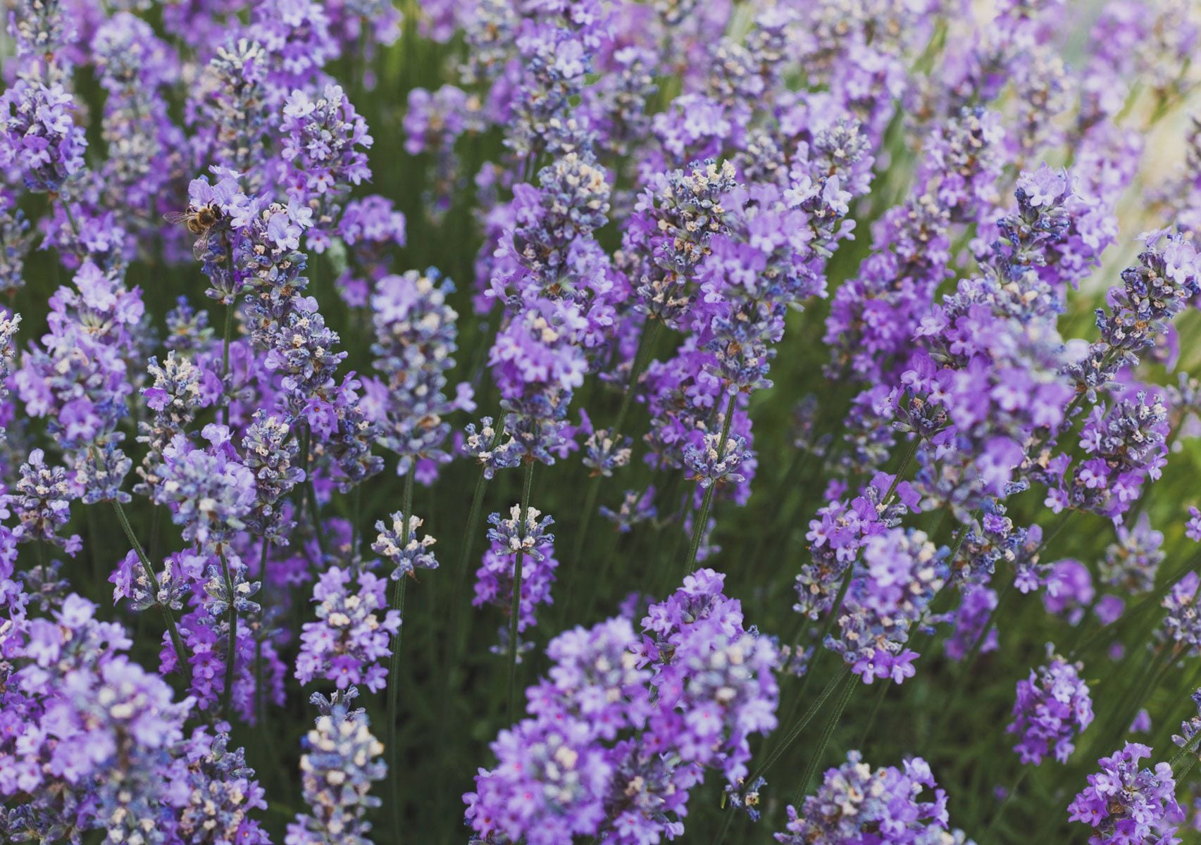 lavender close up