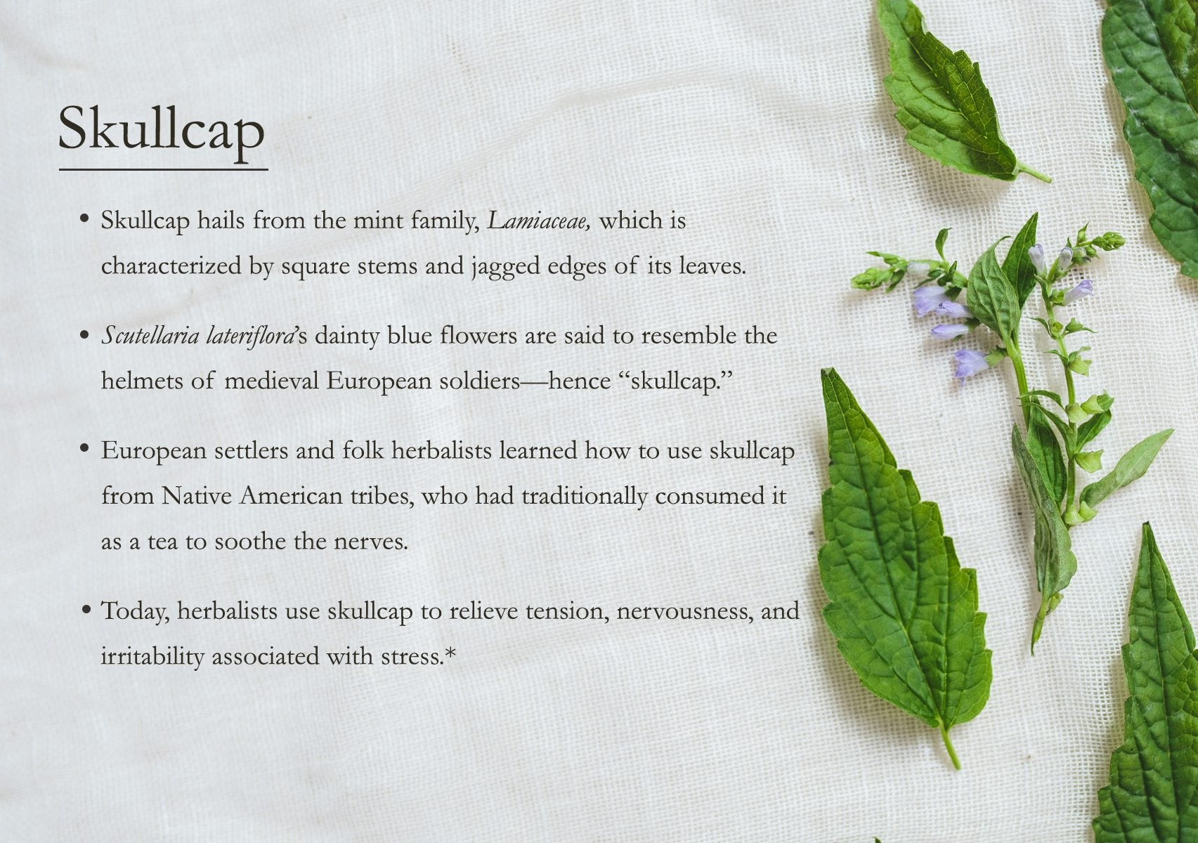 Skullcap facts