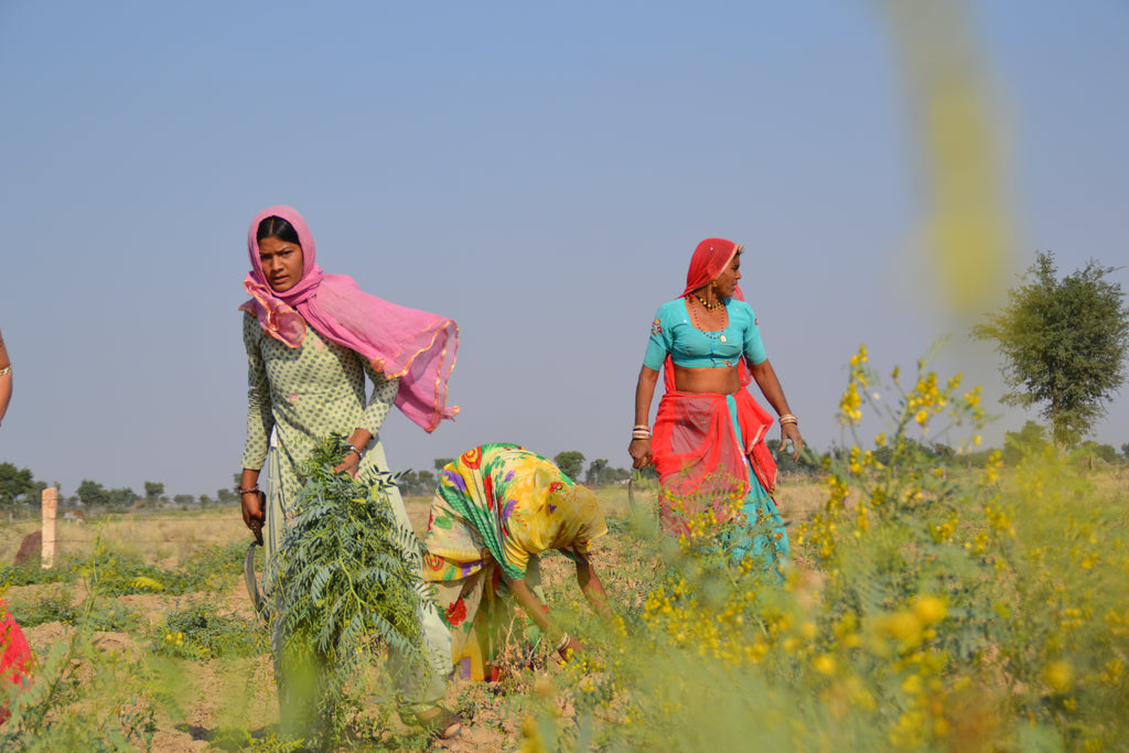 women farming Senna